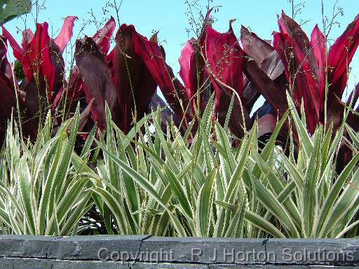 DianellaBorder Silver against Wall (2) 